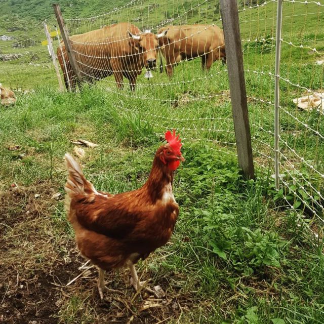 Les poules récupérées à @lafermettedemeline font la connaissance des vaches du Beaufortain. On ne saurait pas dire lesquelles sont les plus curieuses !

#beaufortain #refuge #gta #gr5 #poulette #fromagebeaufort

@fromage_beaufort_officiel