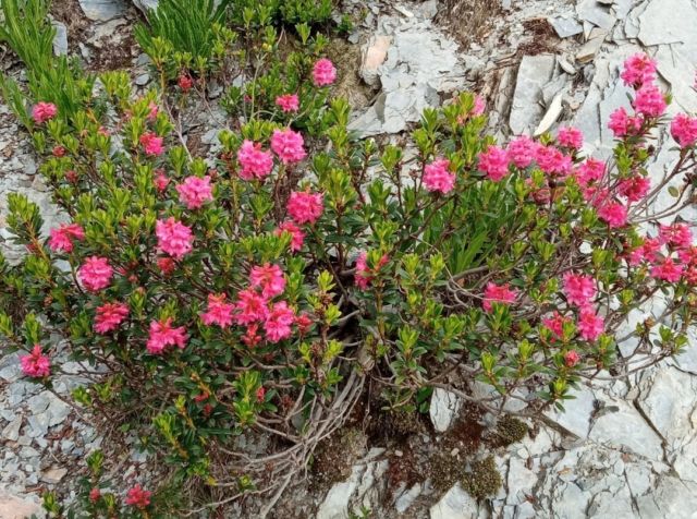 Le Rhododendron ferrugineux a de nombreux noms. Qu'on l'appelle Laurier-rose des Alpes, Rosage ou Rose des Alpes l'essentiel reste la douceur qui se dégage de ces fleurs qui accompagnent les randonneurs juilletistes. ​​​​​​​​
​​​​​​​​
#rhododendron #fleurs #fleursalpines #botanique #randonnée #tourdubeaufortain #gta #gr5 #granderandonnée