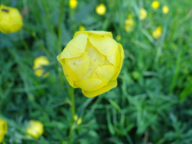 Ne pas confondre les trolles d'Europe et le troll. Ces belles fleurs jaunes tiennent leur nom du mot "Trol" qui en vieil allemand signifie « globe », le nom a été donné par allusion à la forme globuleuse de la fleur.​​​​​​​​
​​​​​​​​
#trolles #troll #fleur #plante #fleurdesalpes #fleuralpine #alpage #flore #botanique #herbier #planmya #beaufortain