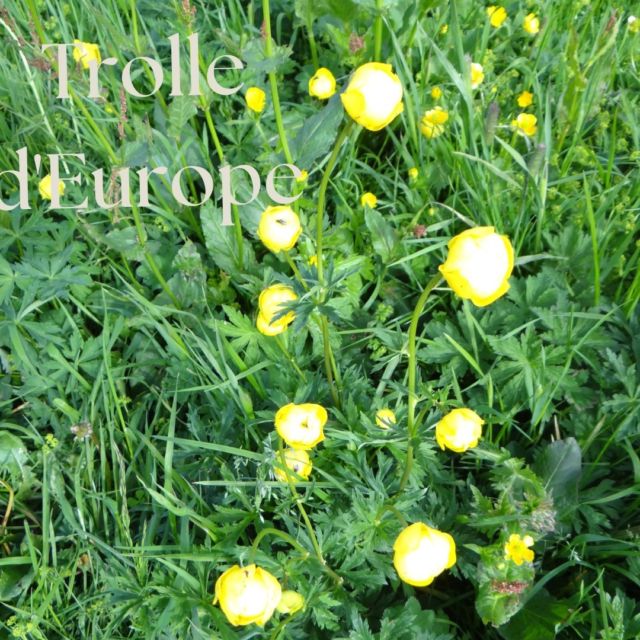 TROLLE D'EUROPE​​​​​​​​​
Le trolle (à ne pas confondre avec le troll, beaucoup moins sympathique) est un gros bouton d'or souvent cultivé dans les jardins ombragés nous avons la chance de pouvoir l'admirer à l'état naturel dans nos alpages.

#trolledeurope #botanique #boutondor #fleurdalpage #biodiversité #fleursauvage